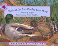 Mallard Duck at Meadow View Pond
