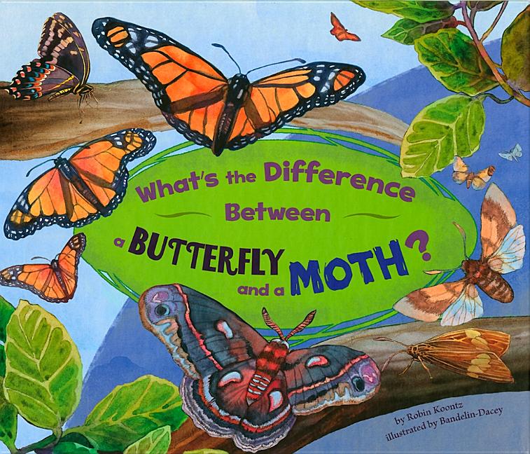 What's the Difference Between a Butterfly and a Moth?