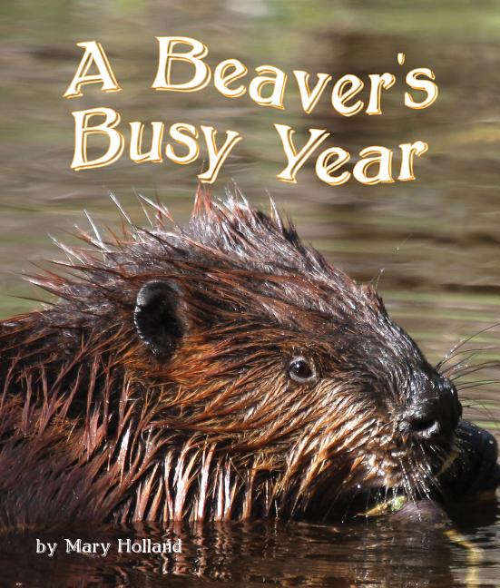 A Beaver's Busy Year