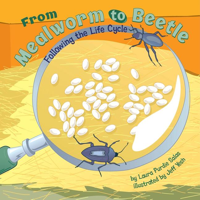 From Mealworm to Beetle: Following the Life Cycle